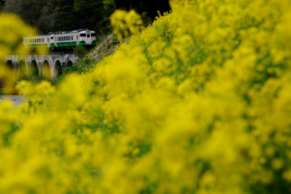 菜の花とめがね橋とキハ40の絶妙なコンビ！