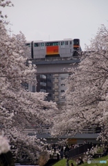 モノレールから見える束の間のお花見！