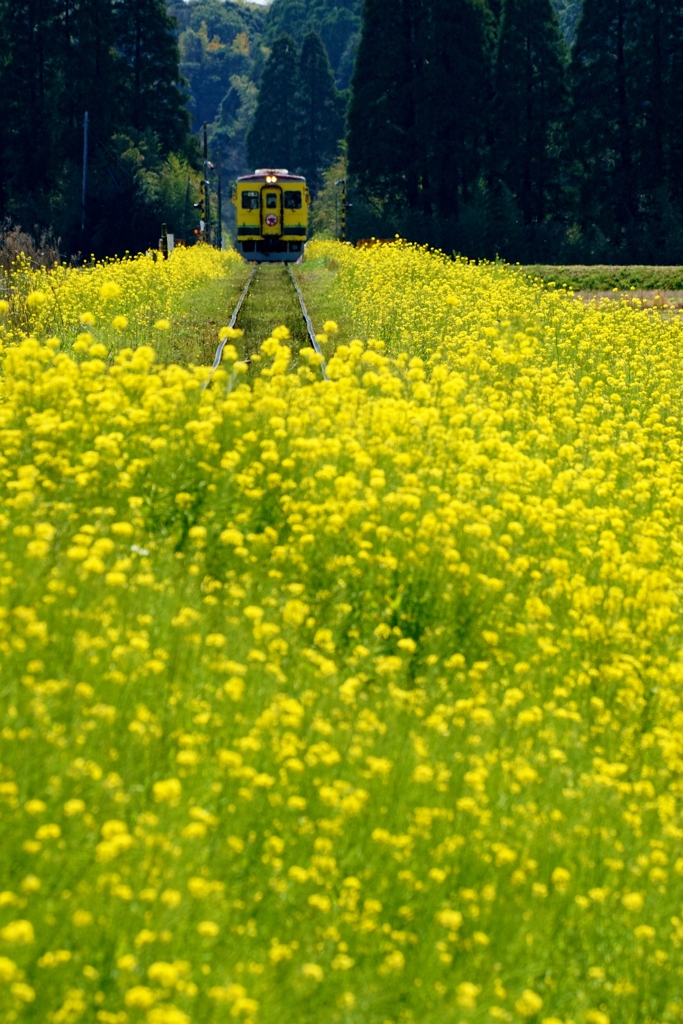 小谷松の菜の花の築堤！