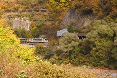 田子倉の紅葉は今が見頃！