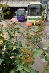 東京さくらトマム都電荒川線⑧荒川車庫
