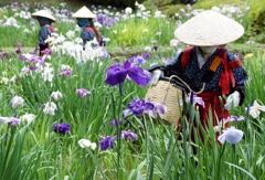 菖蒲の花は…①