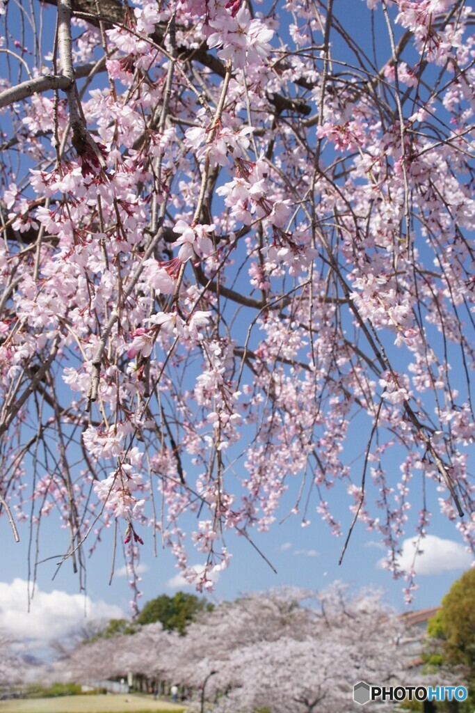 しだれ桜と桜並木の遠景！