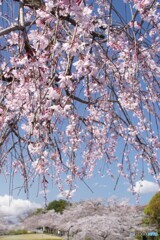 しだれ桜と桜並木の遠景！