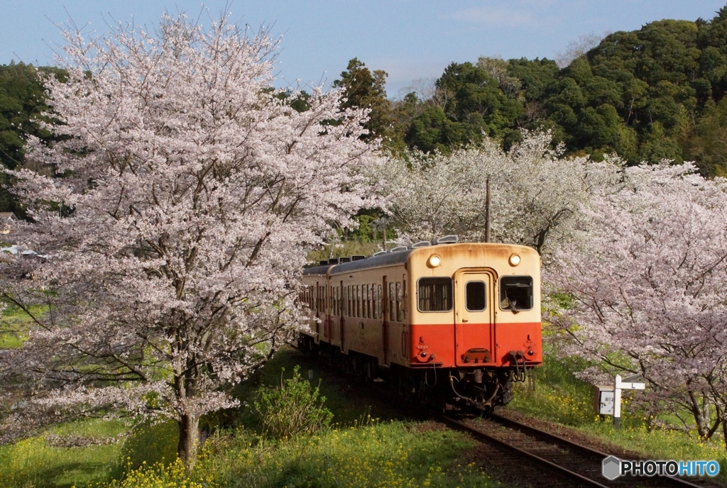 2023　小湊鉄道　春の飯給駅！②