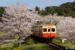 2023　小湊鉄道　春の飯給駅！②