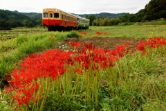 小湊鉄道の彼岸花の名所！④