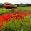 小湊鉄道の彼岸花の名所！④