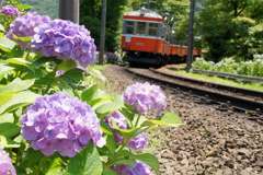 紫陽花と箱根登山電車！