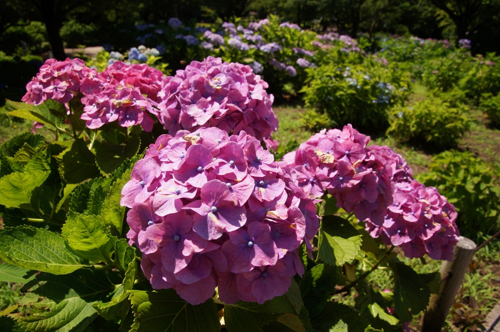 紫陽花の楽園！②（完）