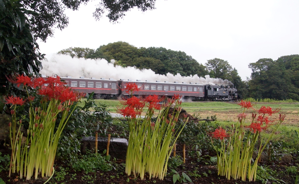 この地域で遅れて開花の彼岸花②