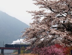 大井川鉄道笹間渡の春！