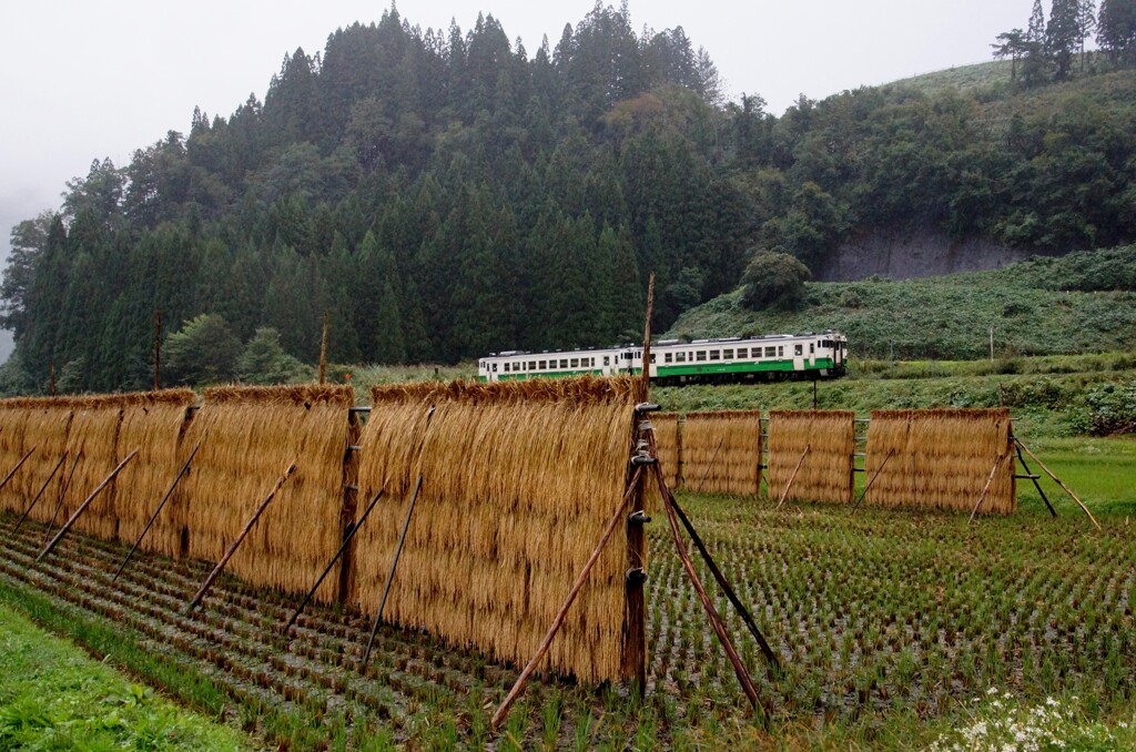 もう見れないか？只見線沿線での「ハサガケ風景」！①