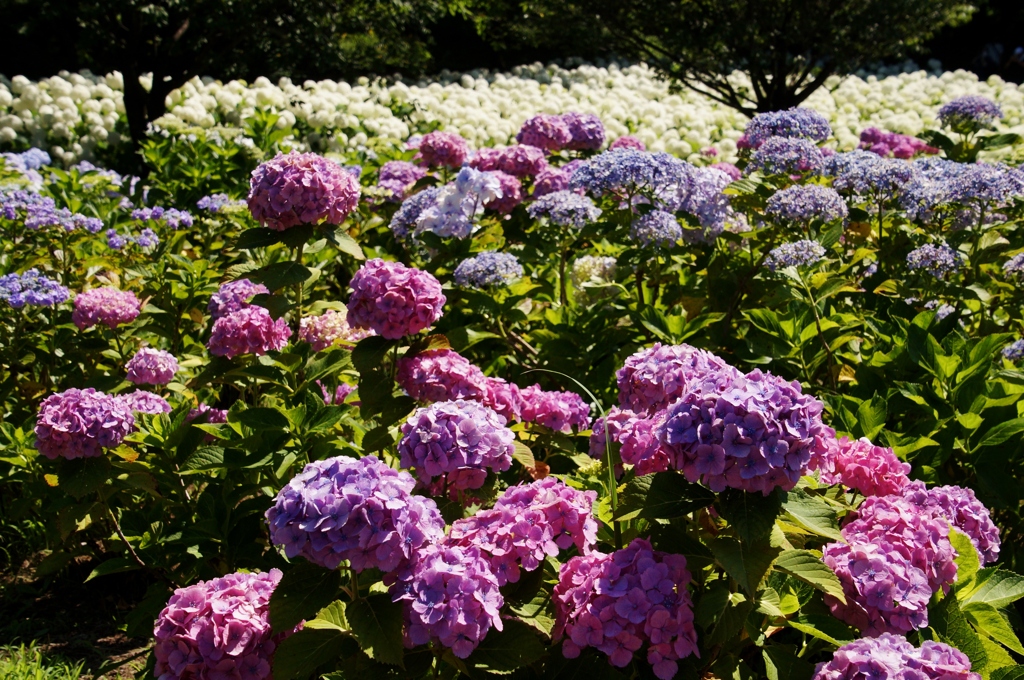 紫陽花の楽園！①