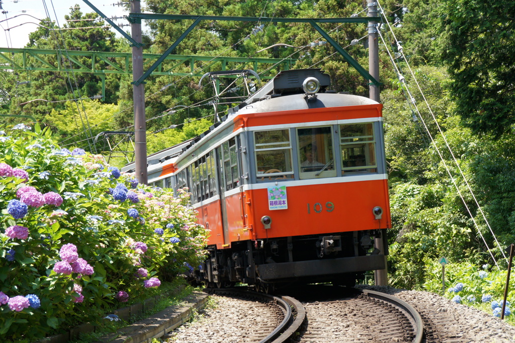 紫陽花電車①