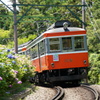 紫陽花電車①
