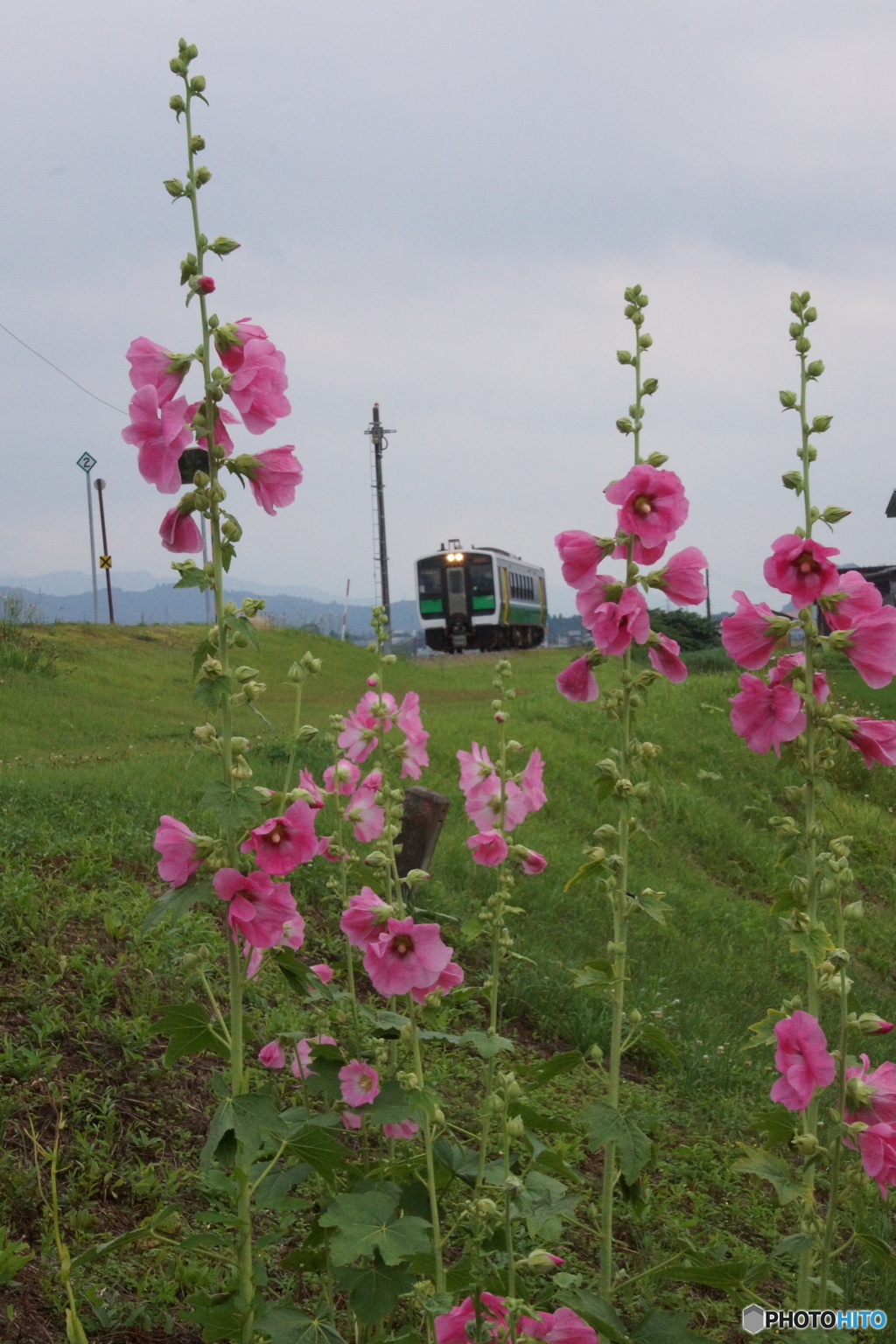 タチアオイの花林を往く単行のキハ！