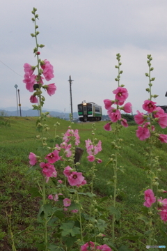 タチアオイの花林を往く単行のキハ！