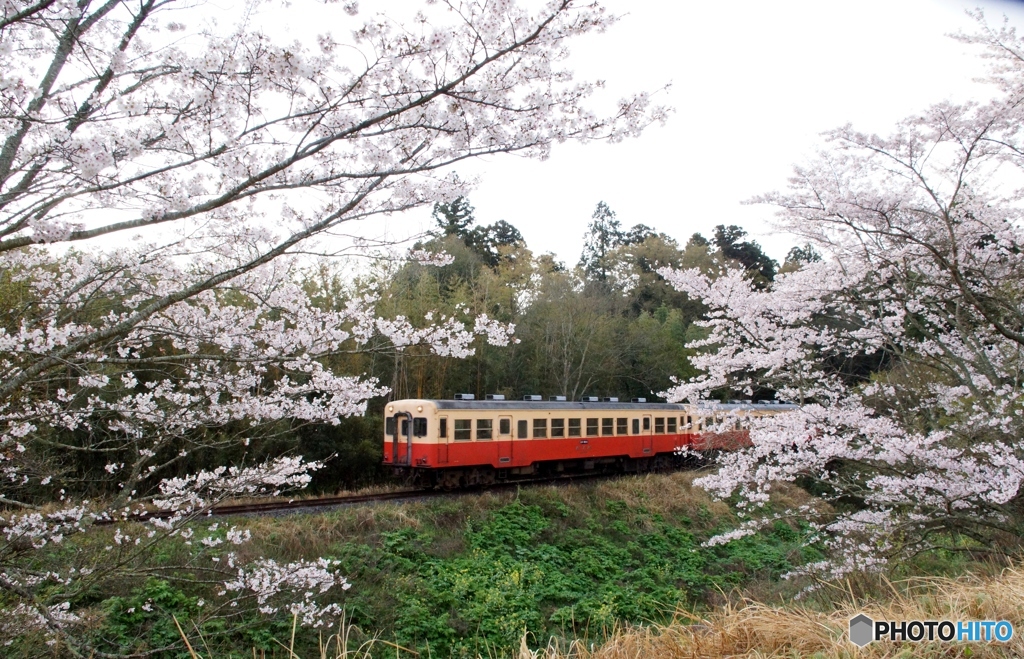 小湊鉄道　上総牛久～上総川間！