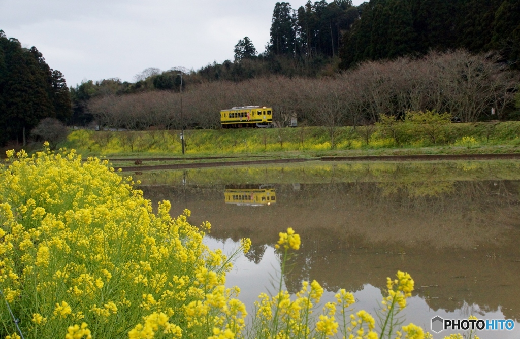 2023　いすみ鉄道の新田野！