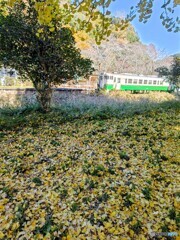 小湊鉄道の晩秋！