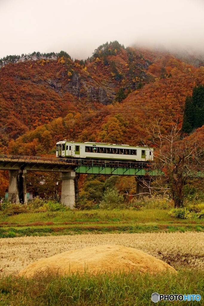 紅葉の中に白いキハ110！