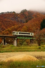 紅葉の中に白いキハ110！