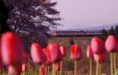 春の主役は桜の他にもあるでしょう！