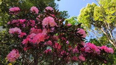 シャクナゲと新緑!