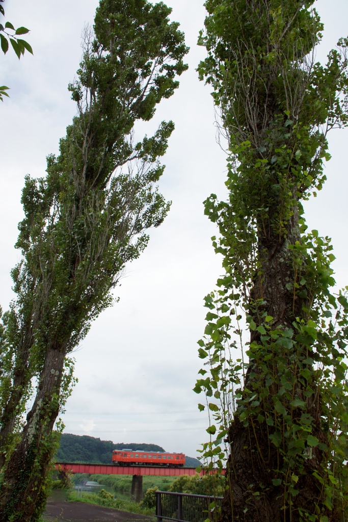 小湊鉄道　単行キハ！
