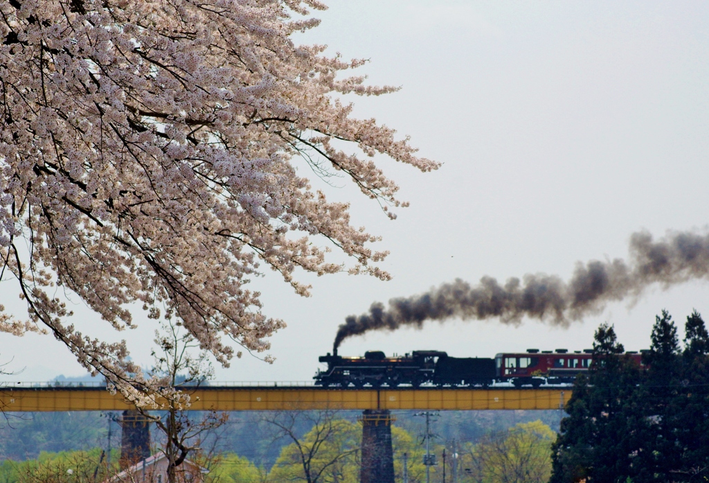 山都の桜と門デフのばんもの！