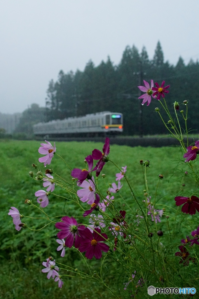 コスモスの花＆東武20400系電車！