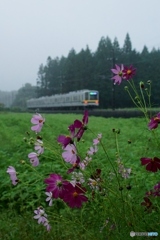 コスモスの花＆東武20400系電車！
