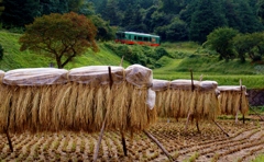 真岡の「ハサガケ風景」！