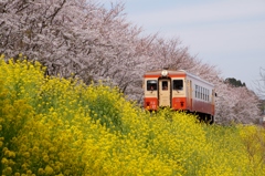 新田野は桜も菜の花も満開!!!