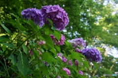 紫色の紫陽花！