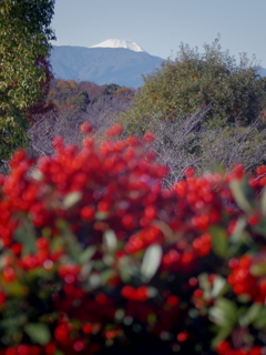 冬の風物詩　ピラカンサの赤い実と富士山！