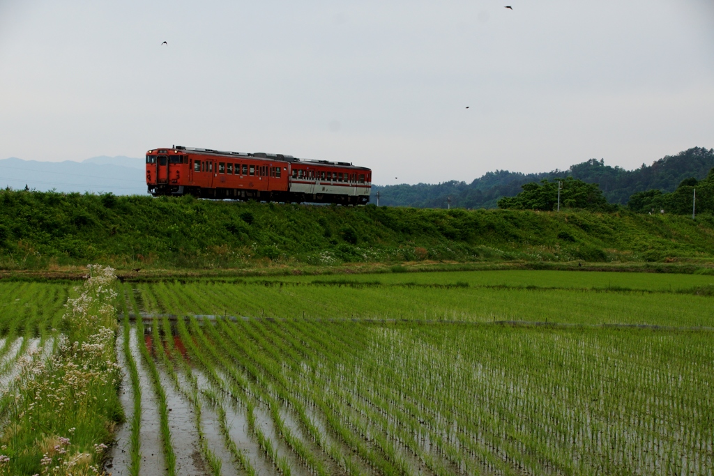 やっと出会えました。「タラコカラー」！