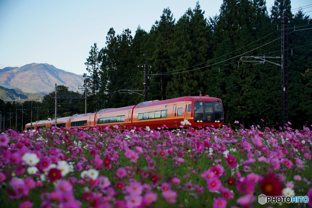 E253系電車と倉ケ崎コスモス！