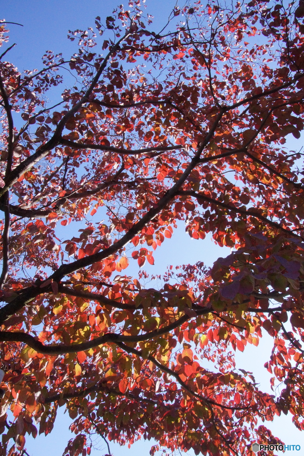 散歩道で見た青空と紅葉！