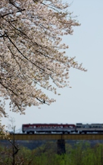 山都の桜と旧型キハ（列車ボケ）