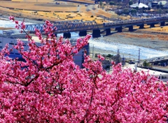 河津桜と遠目の小田急線！