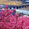 河津桜と遠目の小田急線！