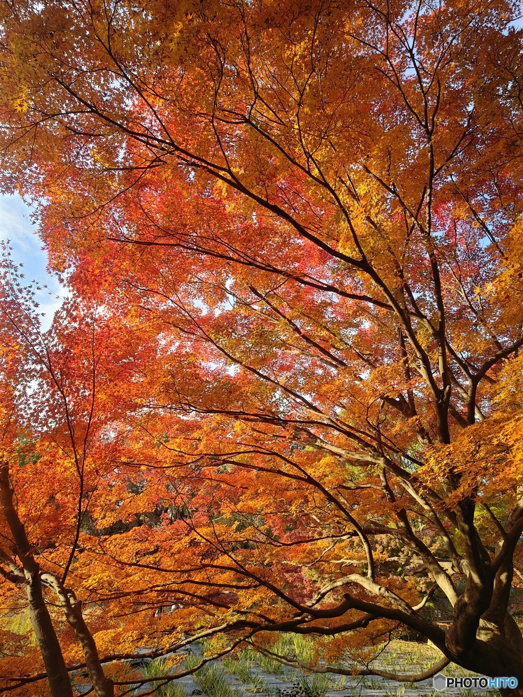 昭和記念公園　モミジ紅葉！