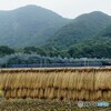 SL「みなかみ」と上州のハサガケ風景！