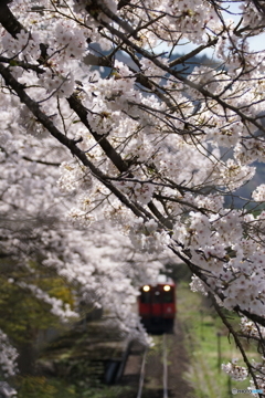 あいづ鉄道と桜！