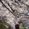 あいづ鉄道と桜！