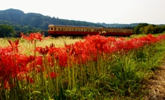 小湊鉄道石神地区の彼岸花！①