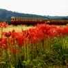 小湊鉄道石神地区の彼岸花！①