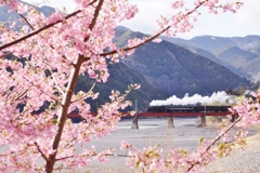 大井川鉄道の春④‼